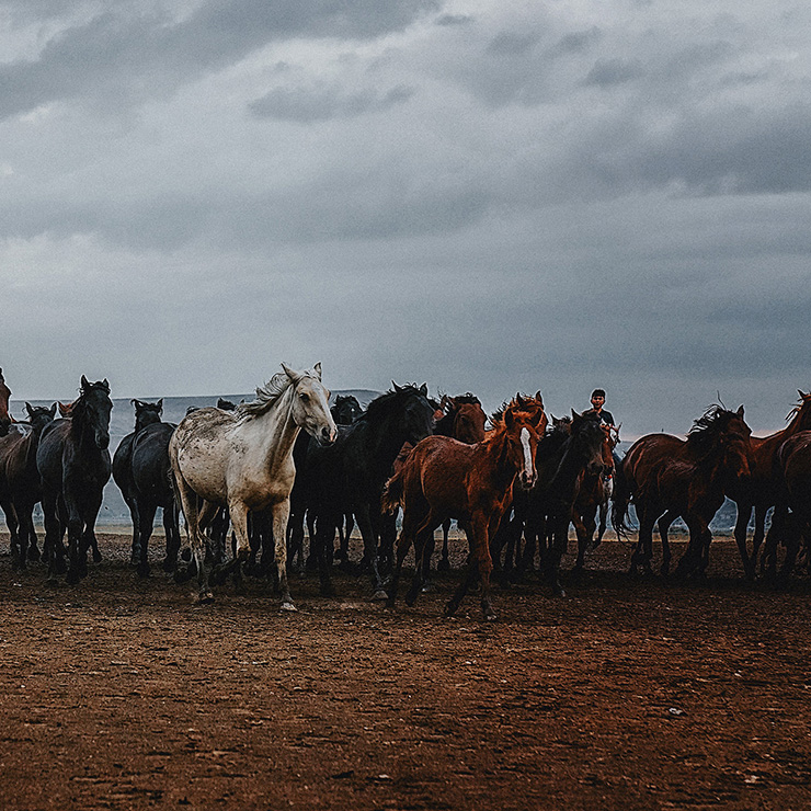 Yılkı Horses